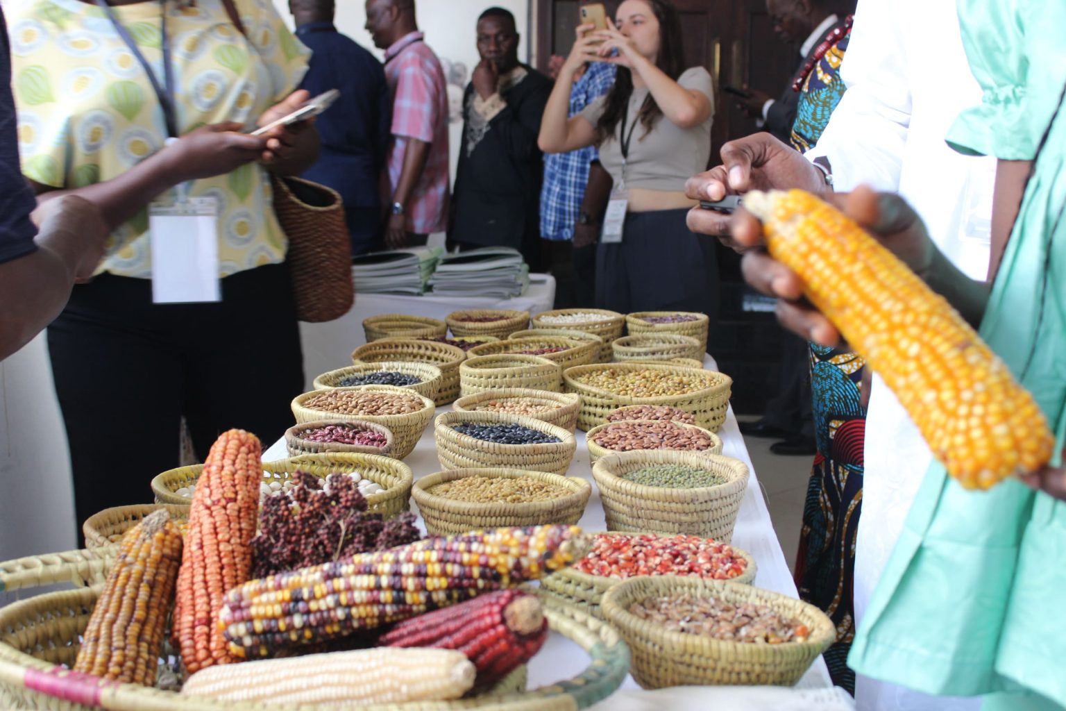 Variétés de semences traditionnelles exposées dans des bols