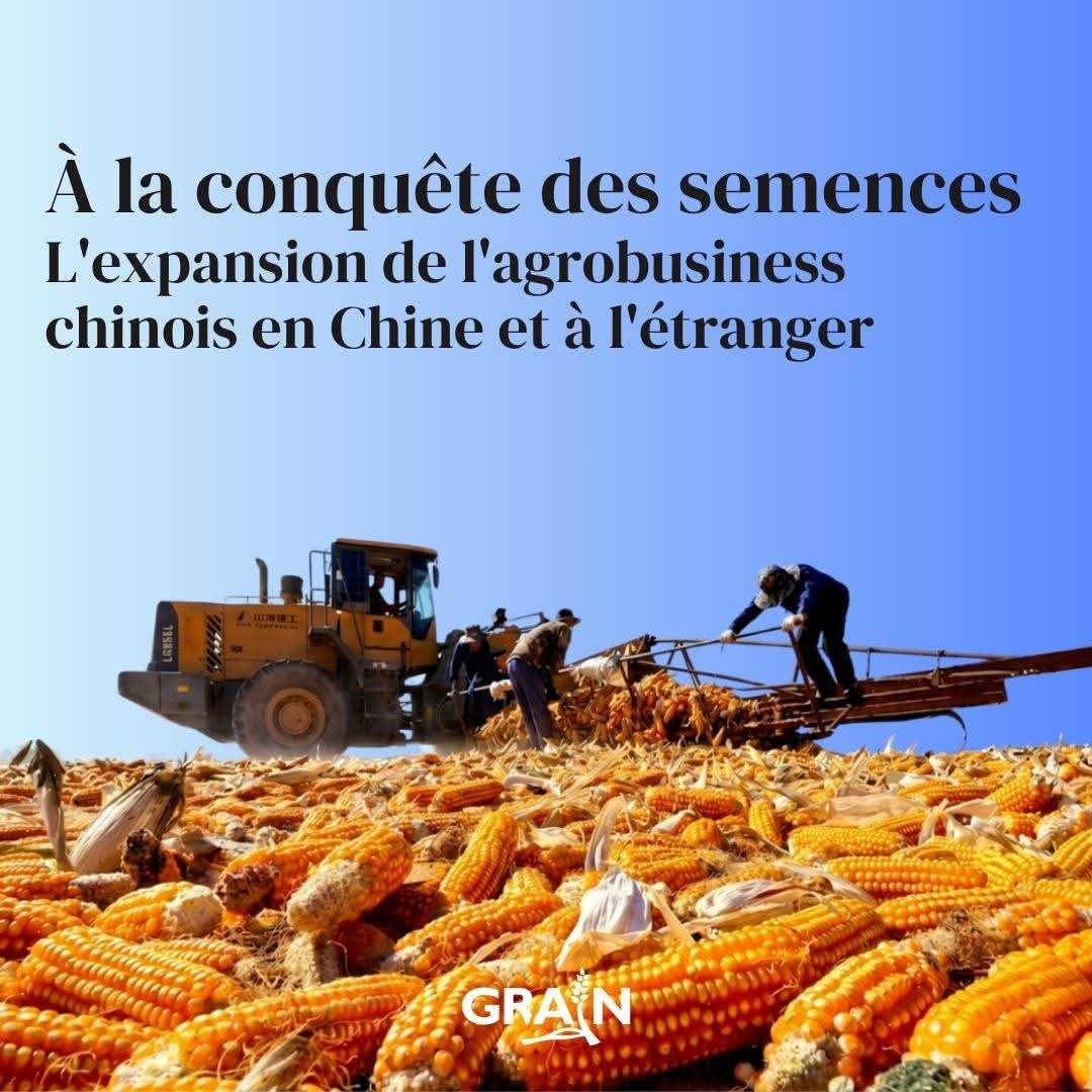 La Chine rentre-t-elle dans la course à l'accaparement des semences ?