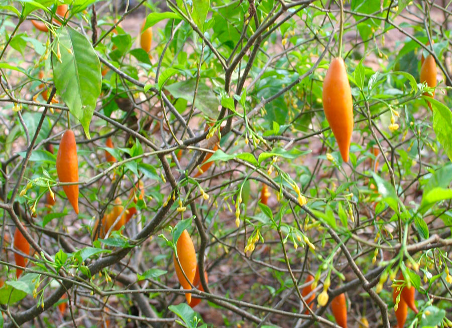 La plante Iboga ne vous appartient pas : le Gabon déclare la guerre à la biopiraterie