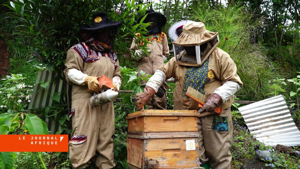 Afrique subsaharienne : un quart de la biodiversité perdu selon la revue Nature